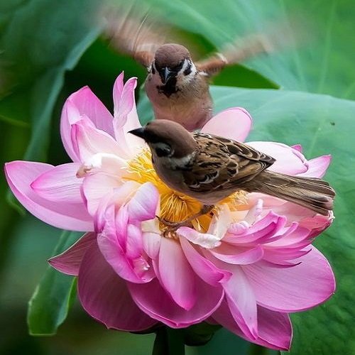  عکس پرنده زیبا برای پروفایل