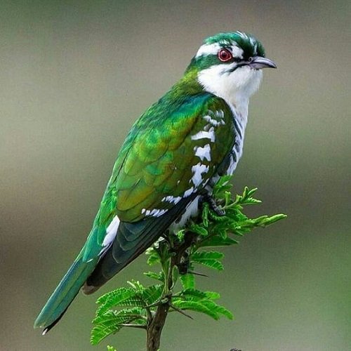  عکس پرنده زیبا برای پروفایل