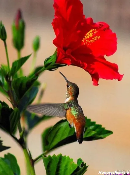  عکس پرندگان زیبا در طبیعت