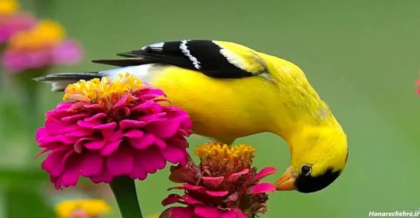  عکس پرندگان زیبا در طبیعت