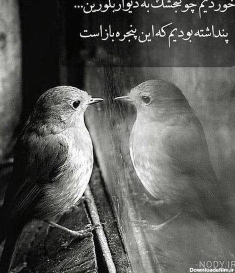 عکس پرنده تنها و غمگین