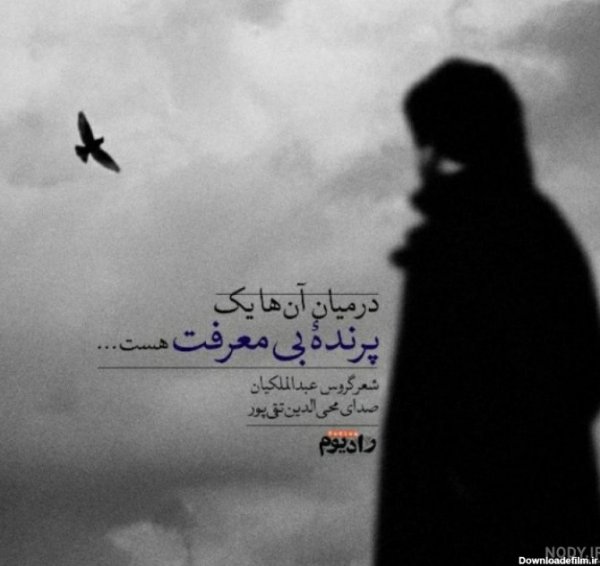 عکس پرنده تنها و غمگین