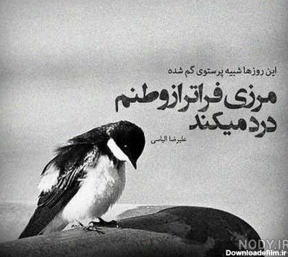  عکس پرنده تنها و غمگین