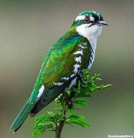  عکس پرنده تنها و غمگین