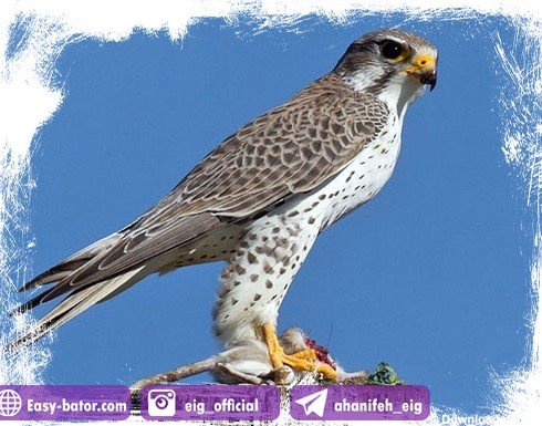  عکس پرنده تنها و غمگین