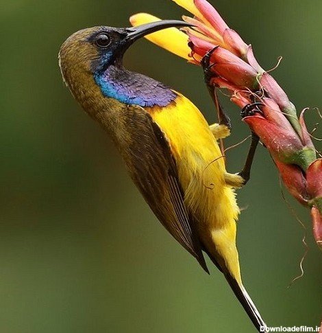  عکس پرنده تنها و غمگین