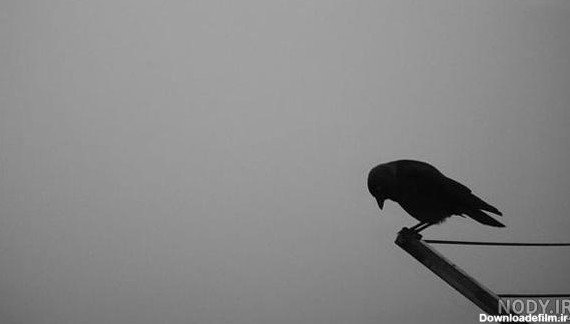  عکس پرنده تنها و غمگین