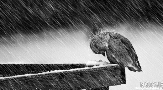  عکس پرنده تنها و غمگین