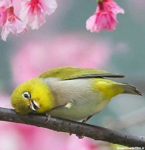  عکس پرنده تنها و غمگین