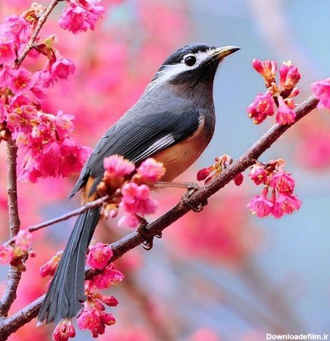  عکس پرنده تنها و غمگین