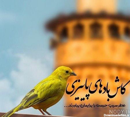  عکس پرنده تنها و غمگین