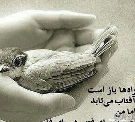  عکس پرنده تنها و غمگین