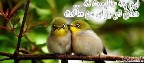  عکس پرنده تنها و غمگین
