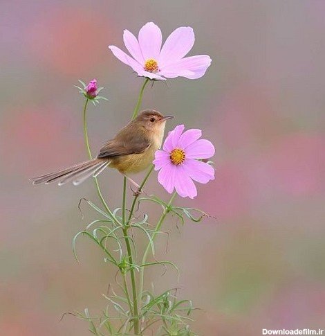  عکس پرنده تنها و غمگین