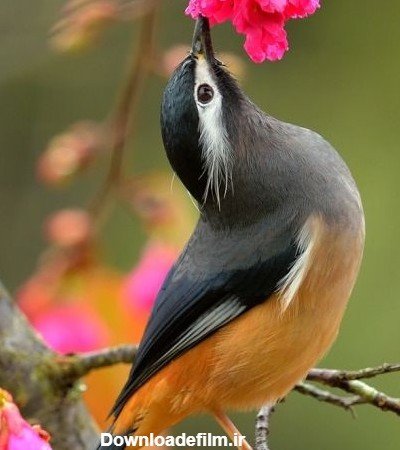  عکس پرنده تنها و غمگین