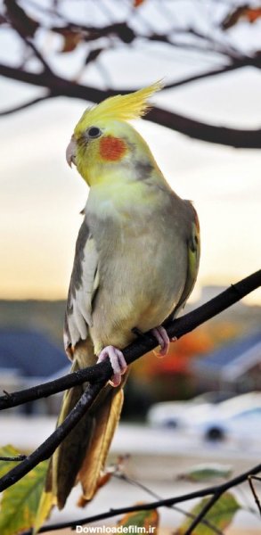  عکس پرنده تنها و غمگین