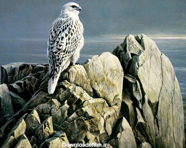  عکس پرنده تنها و غمگین