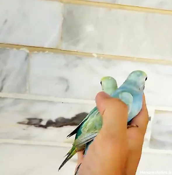  عکس مرغ عشق رنگارنگ