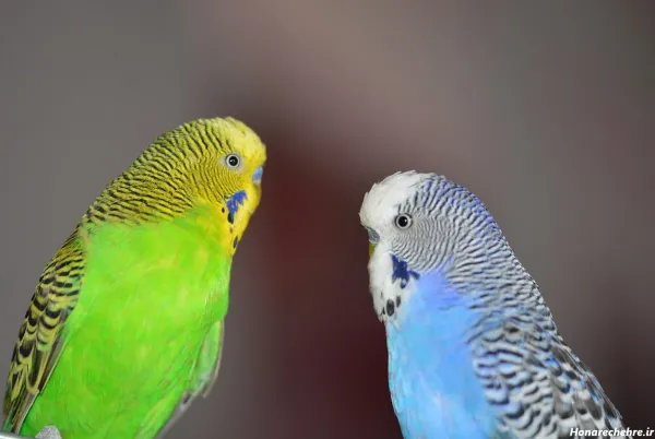  عکس مرغ عشق رنگارنگ