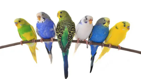  عکس مرغ عشق رنگارنگ