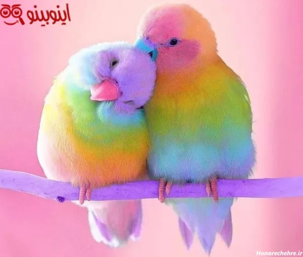  عکس مرغ عشق رنگارنگ