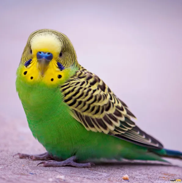  عکس مرغ عشق رنگارنگ