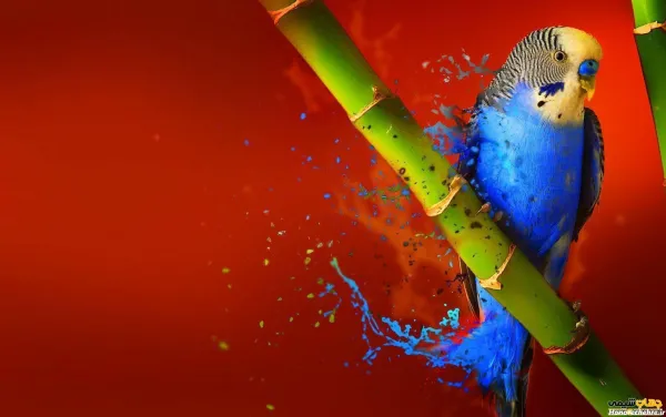  عکس مرغ عشق رنگارنگ