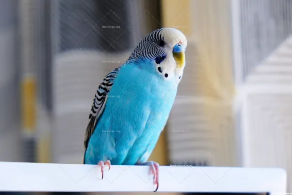  عکس مرغ عشق رنگارنگ