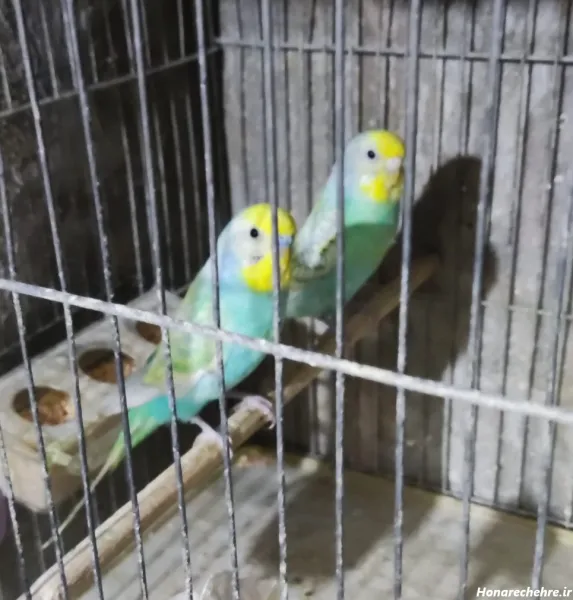  عکس مرغ عشق رنگارنگ