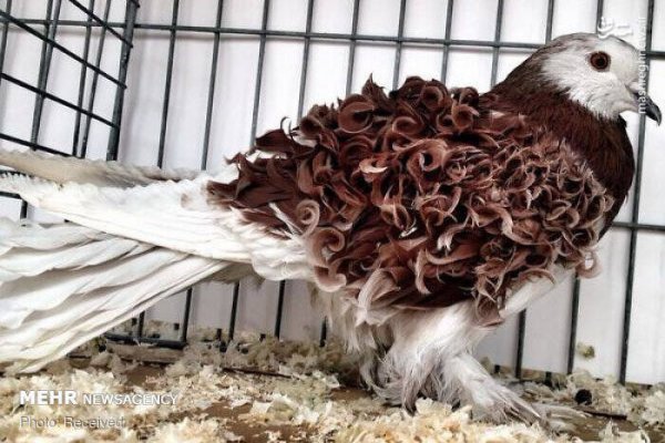  عکس پرندگان زیبا با کیفیت بالا