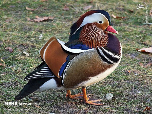  عکس پرندگان زیبا با کیفیت بالا
