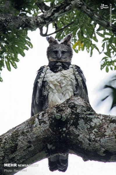  عکس پرندگان زیبا با کیفیت بالا