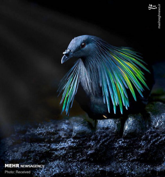  عکس پرندگان زیبا با کیفیت بالا