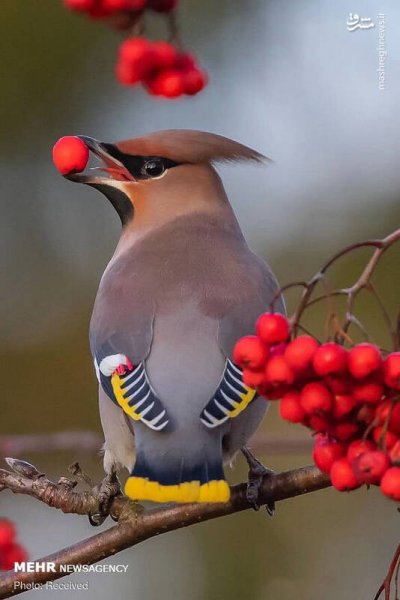  عکس پرندگان زیبا با کیفیت بالا