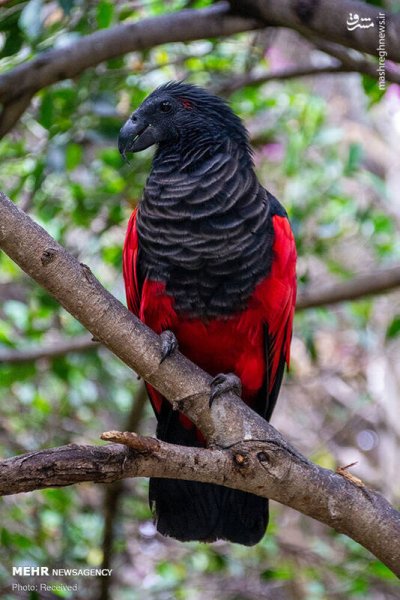  عکس پرندگان زیبا با کیفیت بالا