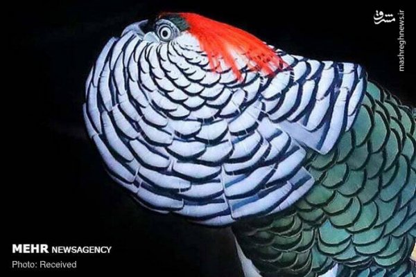  عکس پرندگان زیبا با کیفیت بالا