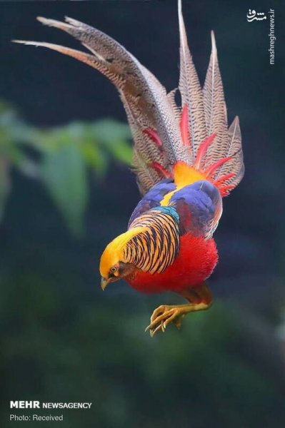  عکس پرندگان زیبا با کیفیت بالا