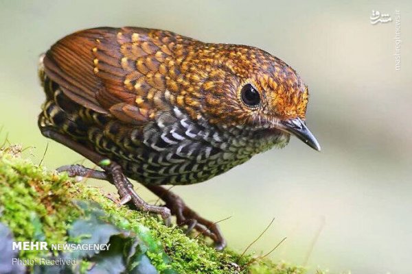  عکس پرندگان زیبا با کیفیت بالا