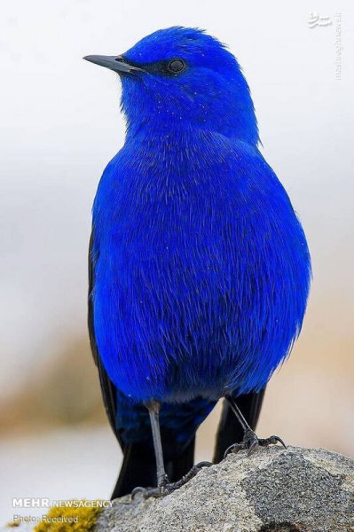  عکس پرندگان زیبا با کیفیت بالا