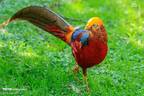  عکس پرندگان زیبا با کیفیت بالا