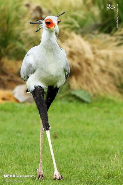  عکس پرندگان زیبا با کیفیت بالا