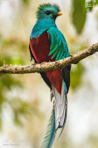  عکس پرندگان زیبا با کیفیت بالا