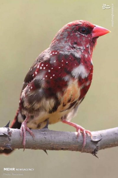  عکس پرندگان زیبا با کیفیت بالا