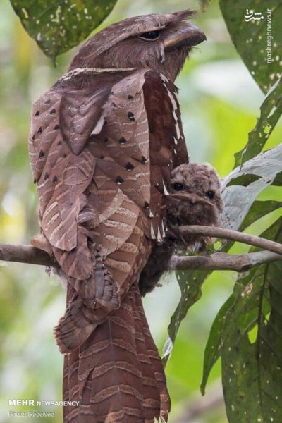  عکس پرندگان زیبا با کیفیت بالا