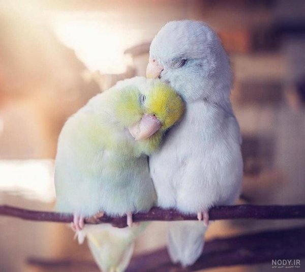 عکس پروفایل پرنده های عاشق