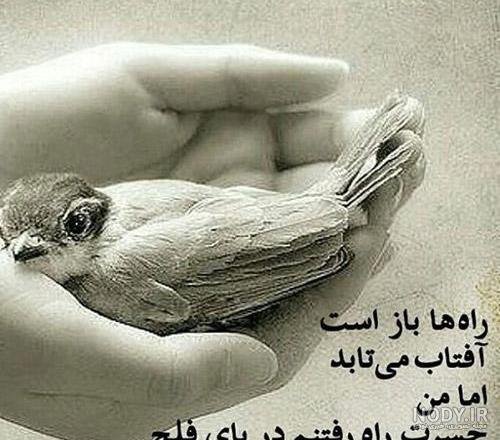  عکس پروفایل پرنده های عاشق