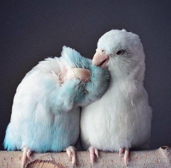  عکس پروفایل پرنده های عاشق