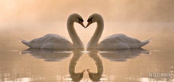  عکس پروفایل پرنده های عاشق
