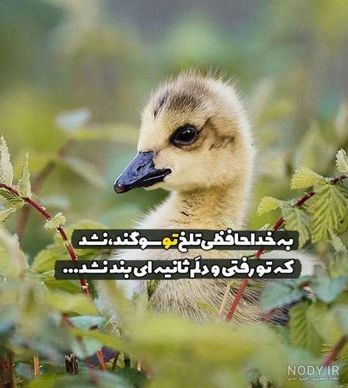  عکس پروفایل پرنده های عاشق