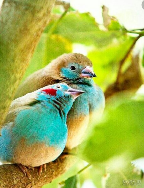  عکس پروفایل پرنده های عاشق